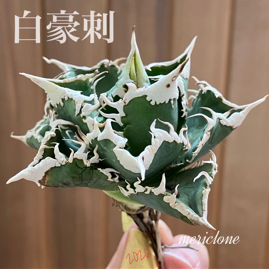 【初売り】75 超選抜　太棘　優秀　バンド幅特大　アガベ　白豪刺TC 匿名配送⑧