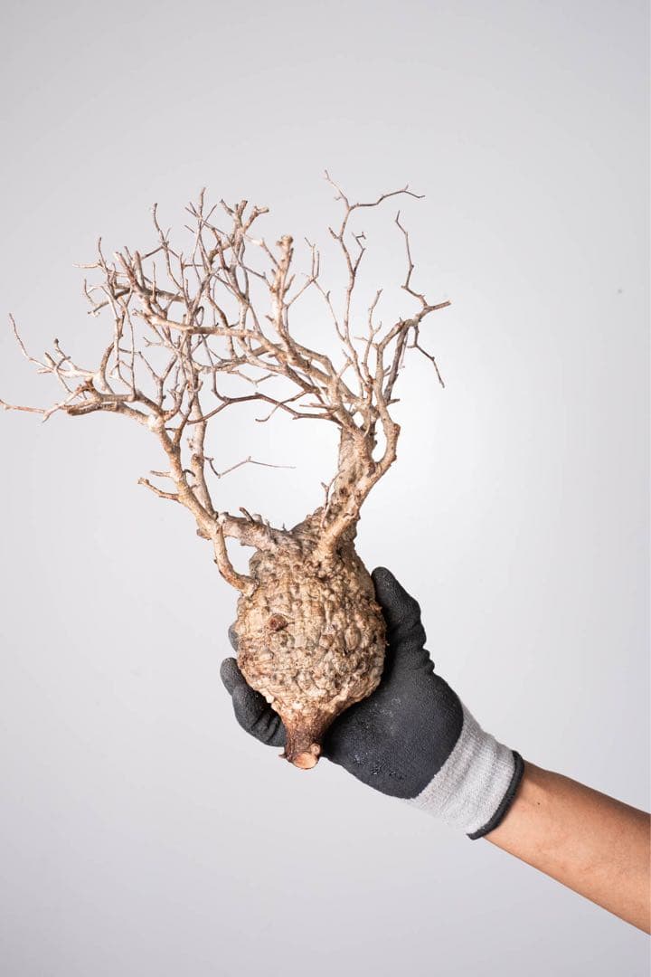 KP126 オペルクリカリア パキプス コーデックス ベアルート株