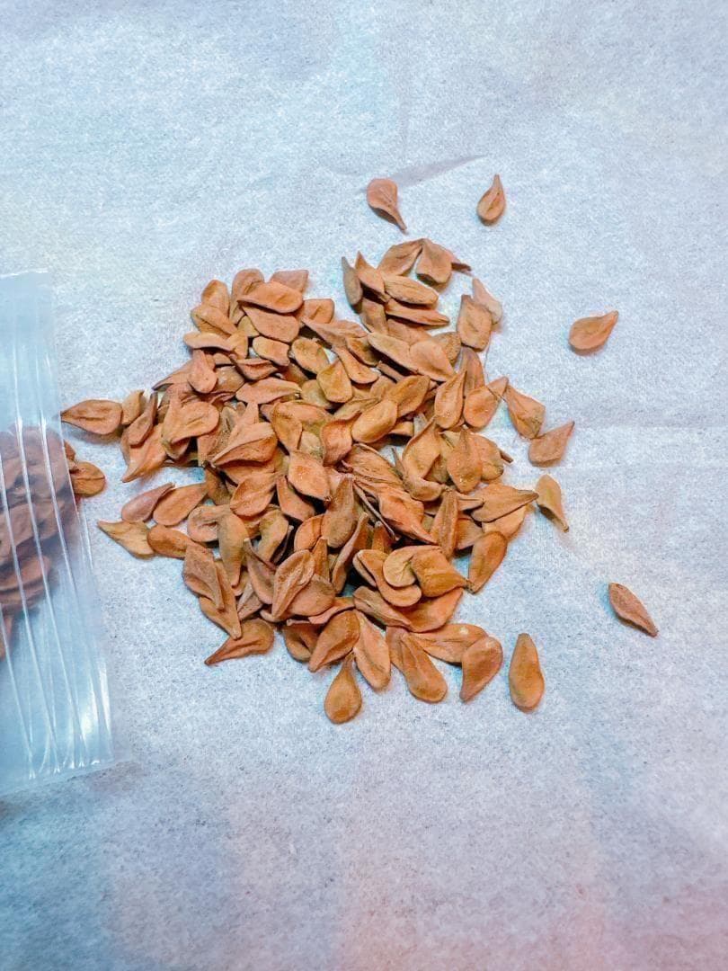 種子 50粒 パキポディウム レアリー Pachypodium lealii