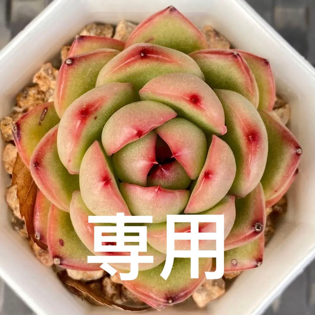 多肉植物　モンブラン