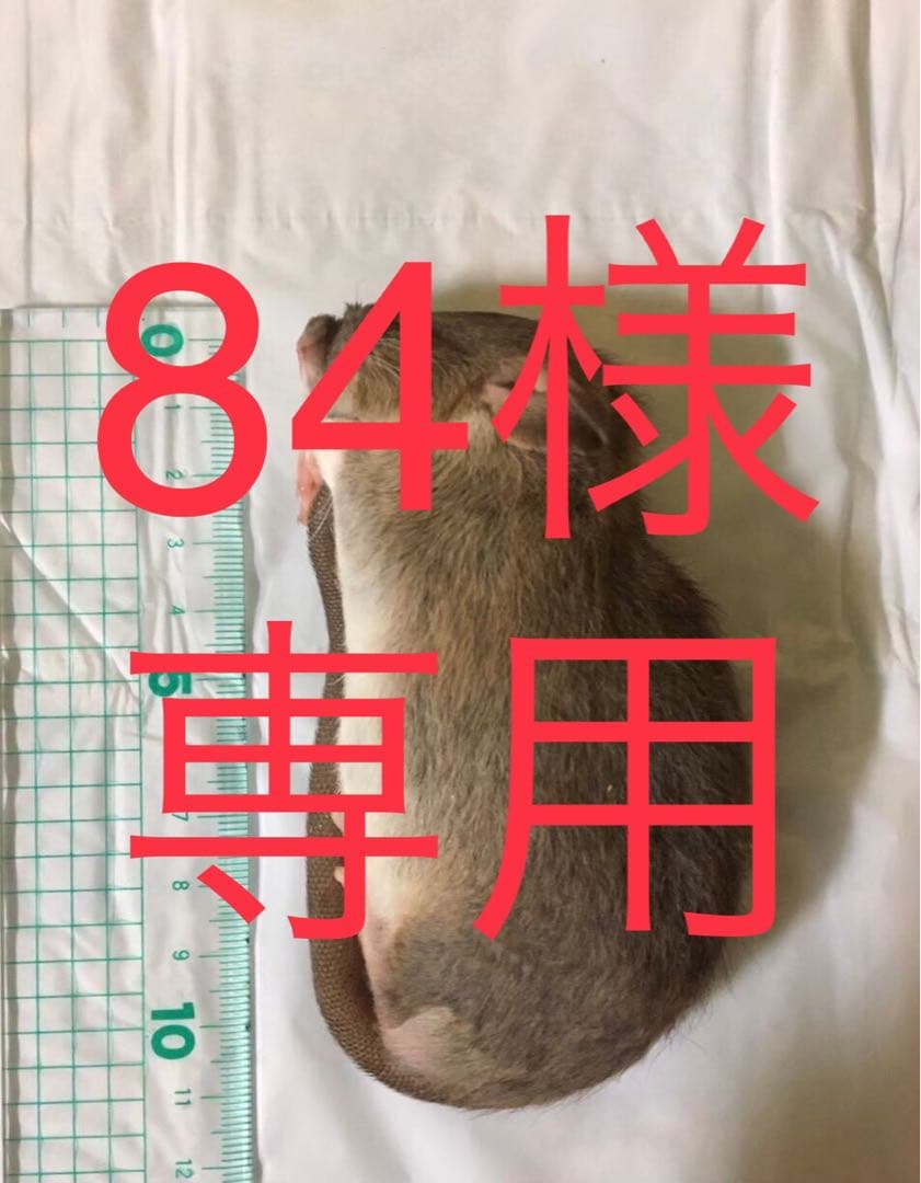 冷凍PM20 PL30 PR10 RH10 SS10 L20