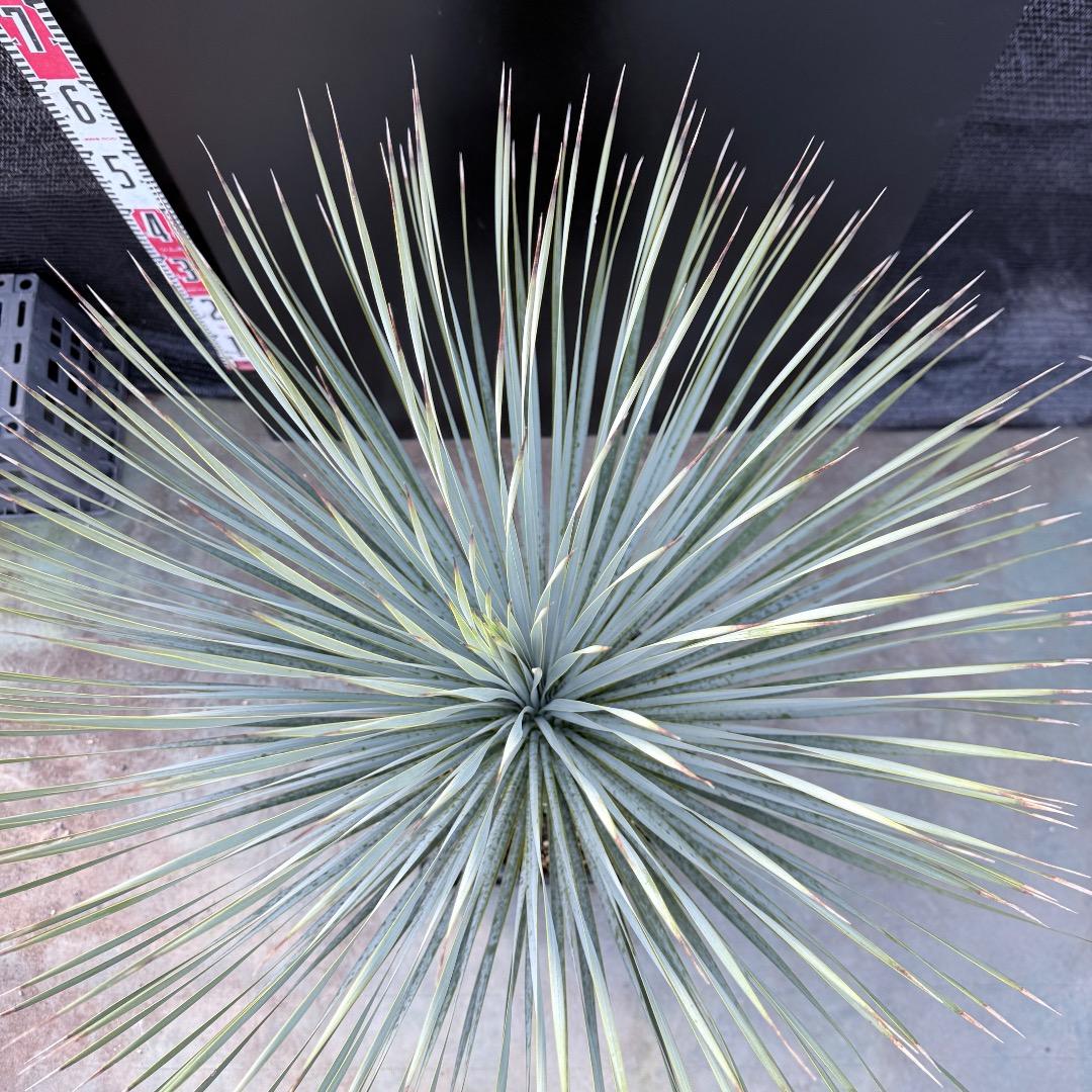 【AL1187】ユッカ　ロストラータ　ランチョブルー