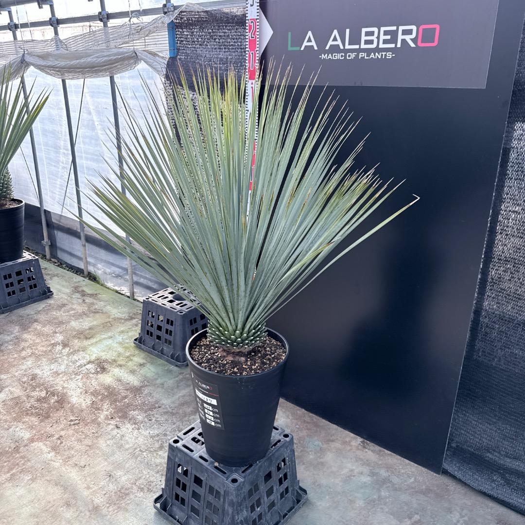 【AL1187】ユッカ　ロストラータ　ランチョブルー