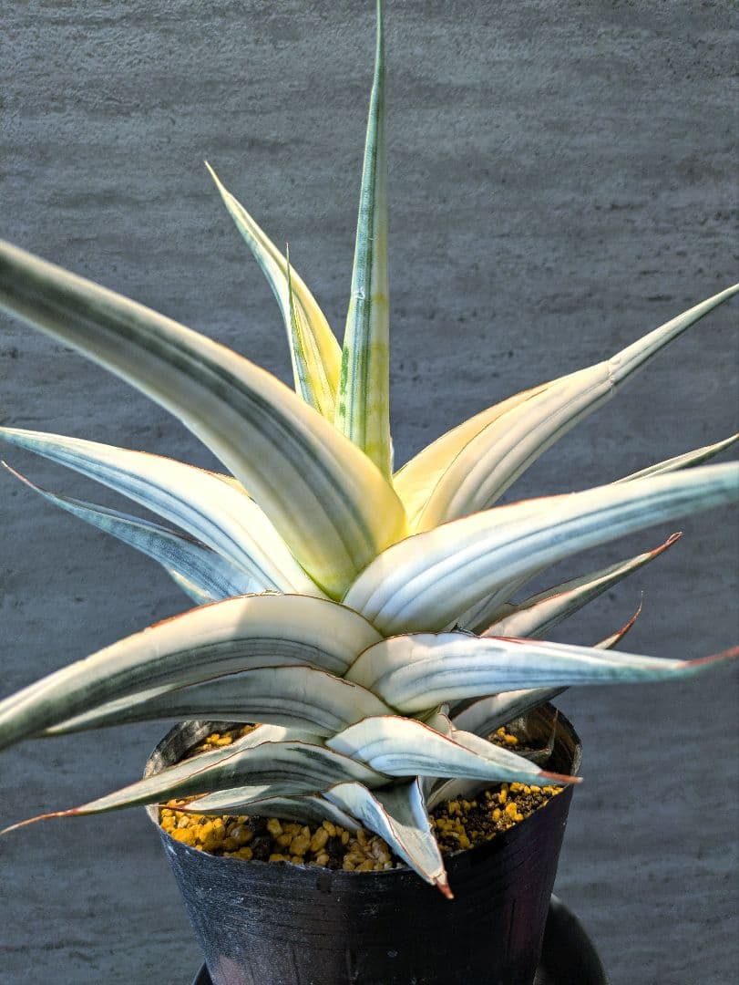 超希少　スノーホワイト　超特大　サンスベリア　ロリダ　サボテン　アガベ　多肉植物