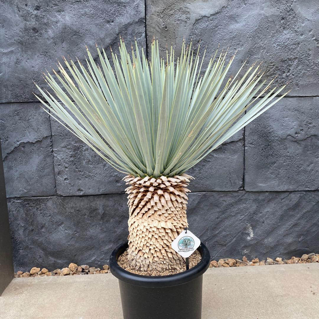 マルデヌベスverロスト　18