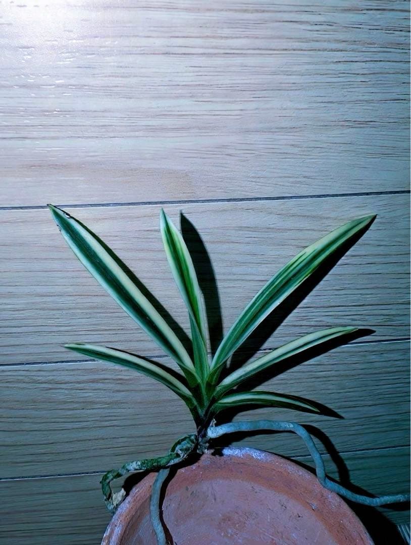 富貴蘭「大観」