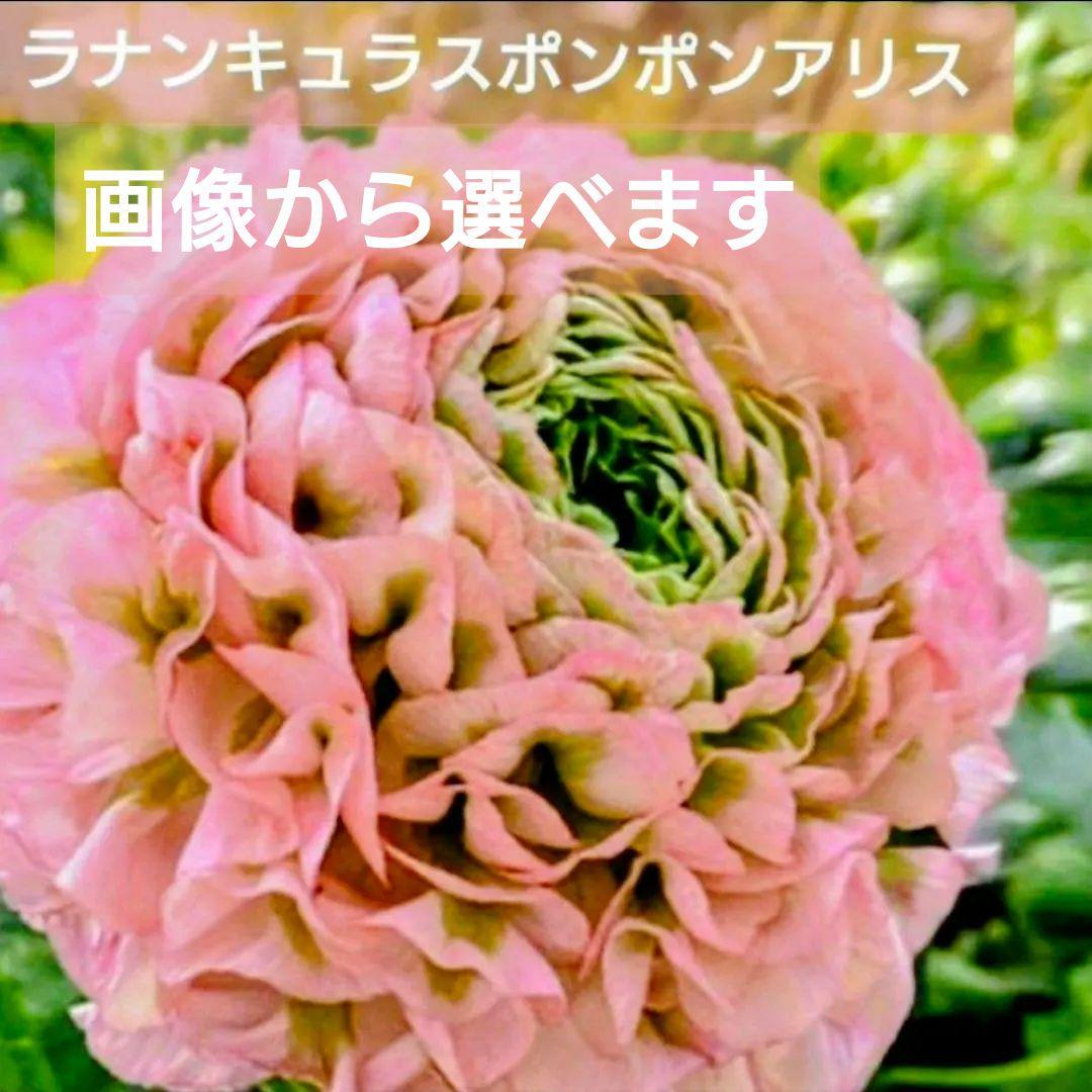 宿根草【タグ付】ラナンキュラスポンポン『アリス』４号【フェミニン】ポット苗　発送