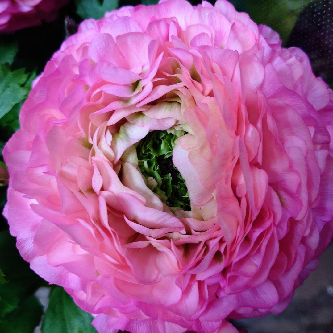 宿根草【タグ付】ラナンキュラスポンポン『アリス』４号【フェミニン】ポット苗　発送