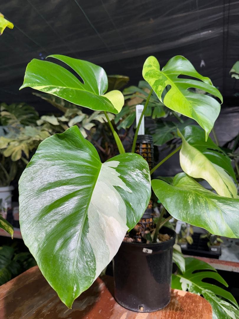 8 モンステラ　セブブルー　ミント　鉢モスポール付き