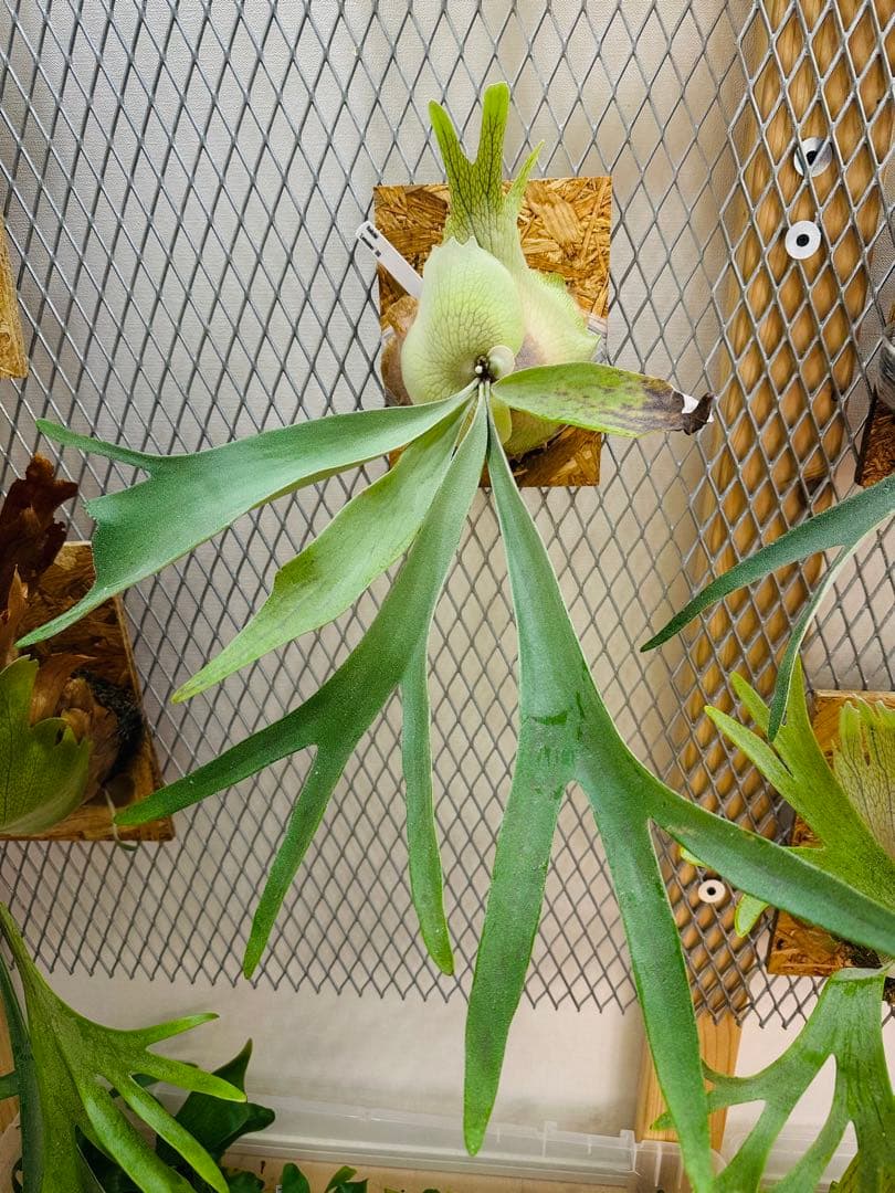 Lemoinei ベイチー　レモイネイ　バンダカ　コモレビ