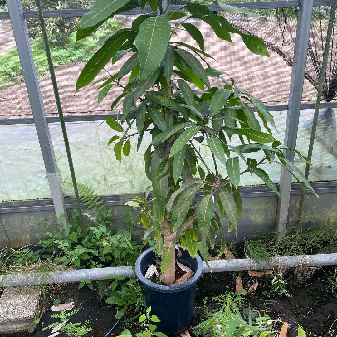 金蜜　キンミツ　マンゴー苗　10号サイズ