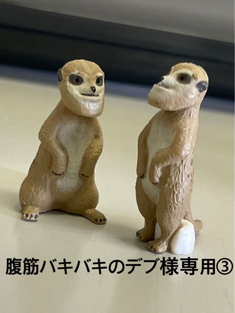 シャクレルミーアキャット　①、③