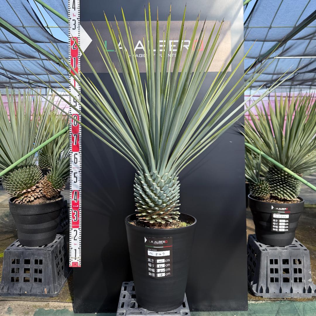 【AL847】ユッカ　リギダ　超ブルー個体　※専用商品