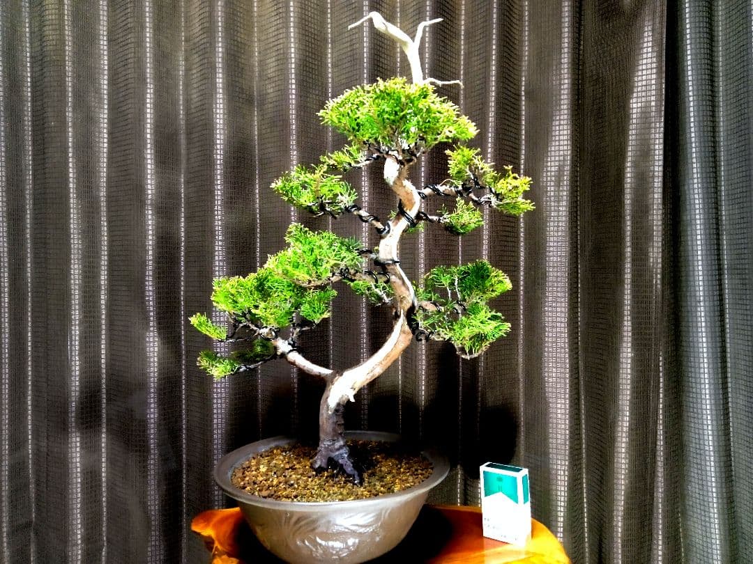 【樹高40㎝ 黄金真柏盆栽】　　★新春限定価格2026-2末★