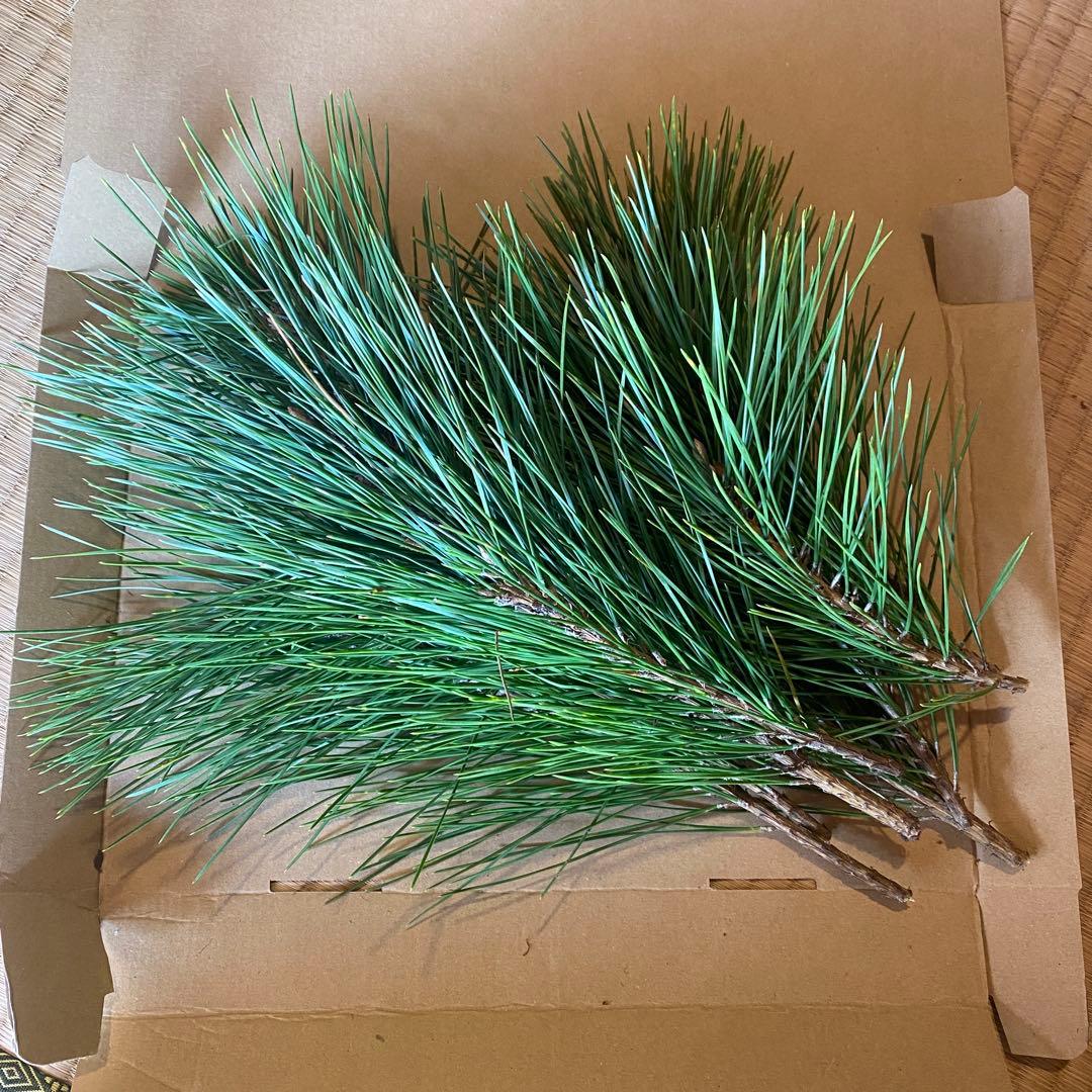 松　みかん箱3箱分ぱんぱん詰めます 40cm前後目安