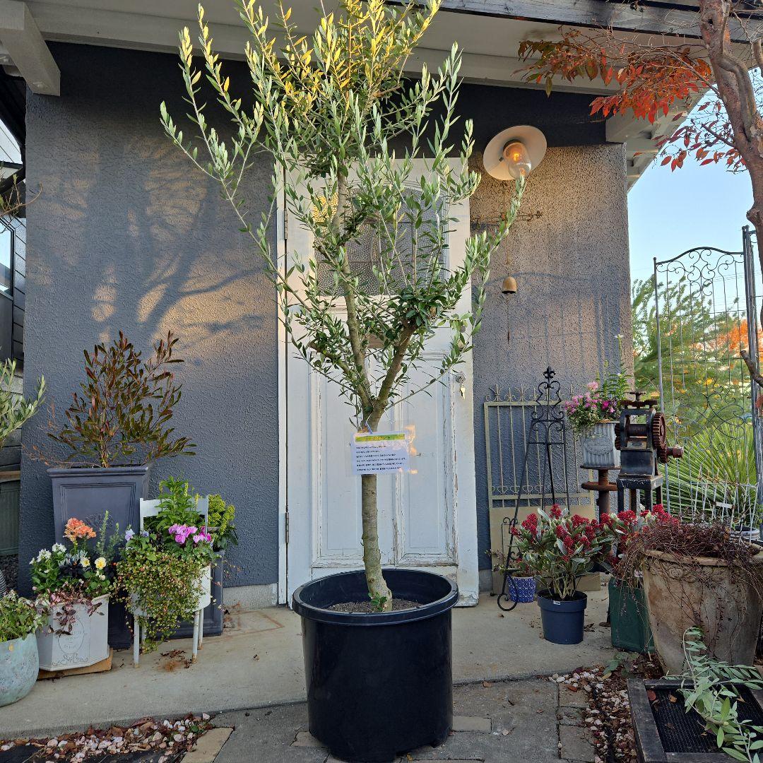 ④　オリーブの木　『コロネイキ』　15号　特大苗木最高等級　極上品‼️