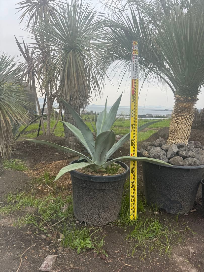 アガベ ベルナエ