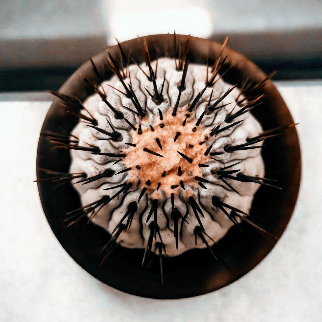 【鉢底発根】ボール型コピアポア コルムナアルバ 孤竜丸 黒王丸 陶器鉢