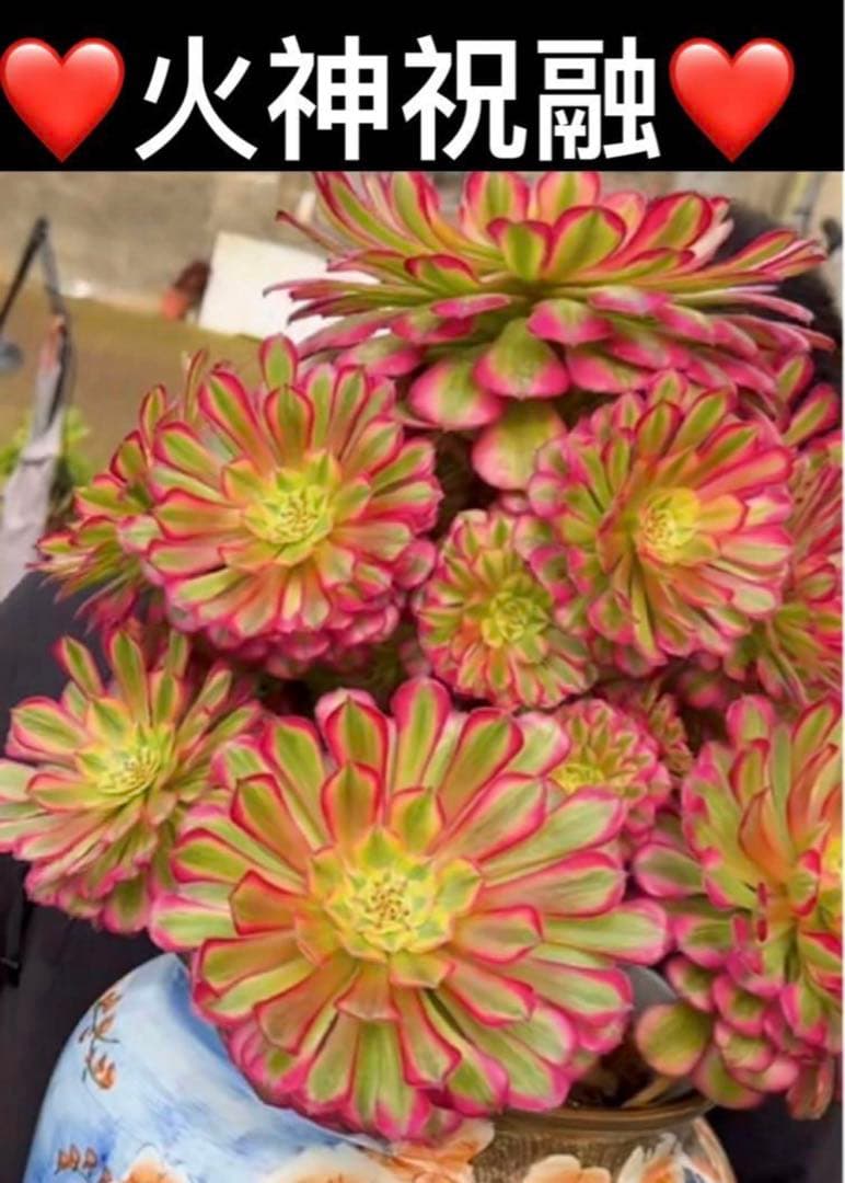 多肉植物❤️アエオニウム錦❤️火神祝融❤ 状態図