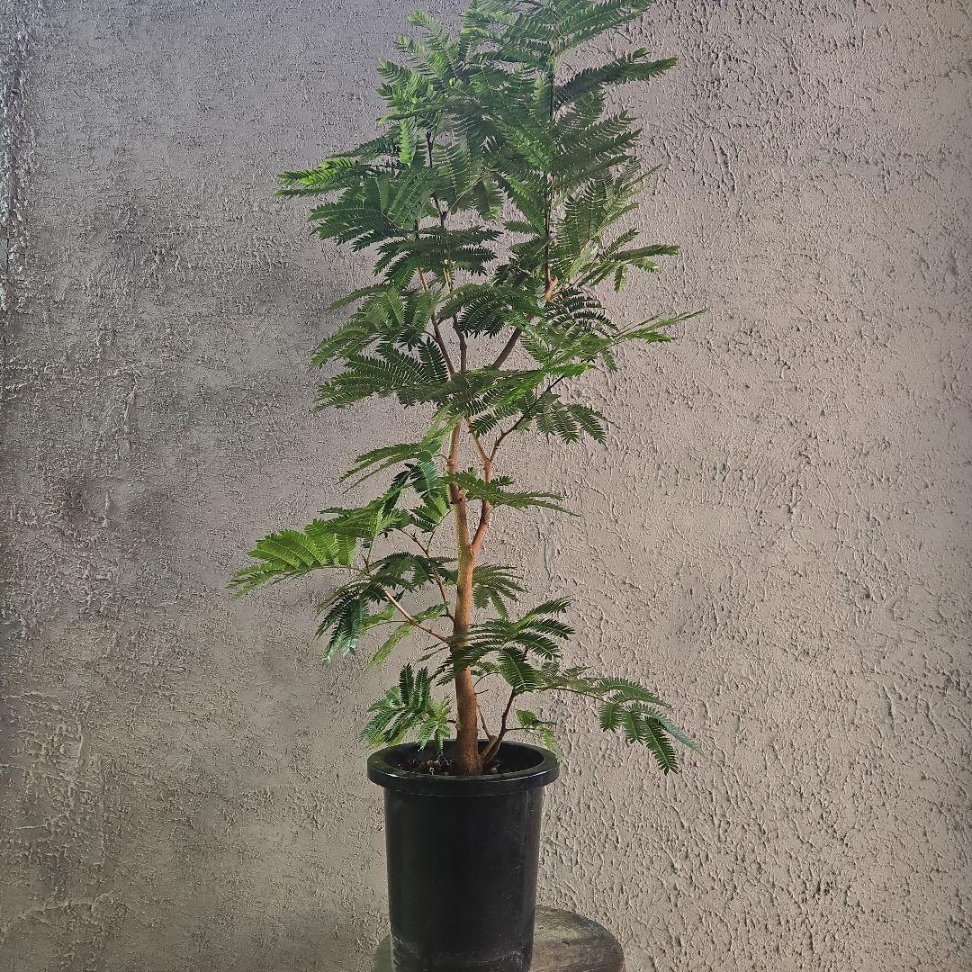 ⑦　エバーフレッシュ　8号特大苗木最高等級極太‼️