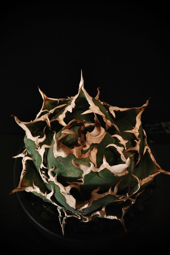 【PlusPlantsボール白鯨】アガベ　チタノタ　白鯨