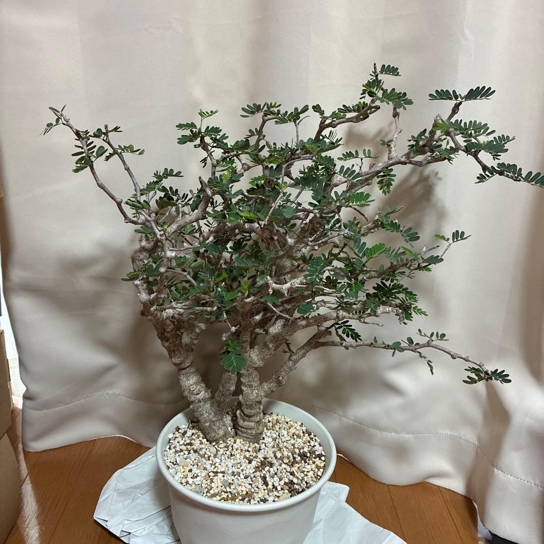 センナメリディオナリス　発根済み