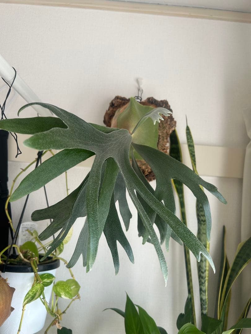 ビカクシダ コルク付け【大型】