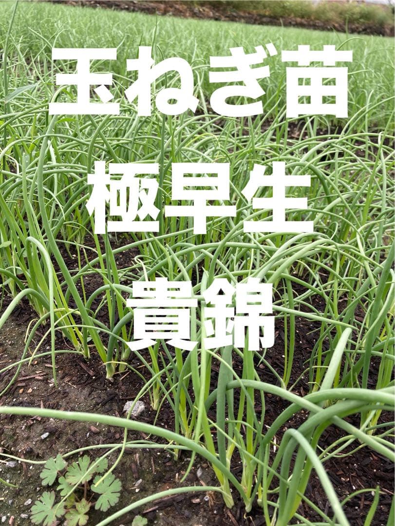 炎会　貴錦4000本