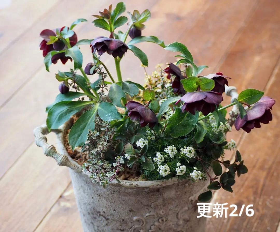 【最終お値下】クリスマスローズのシックな寄せ植え