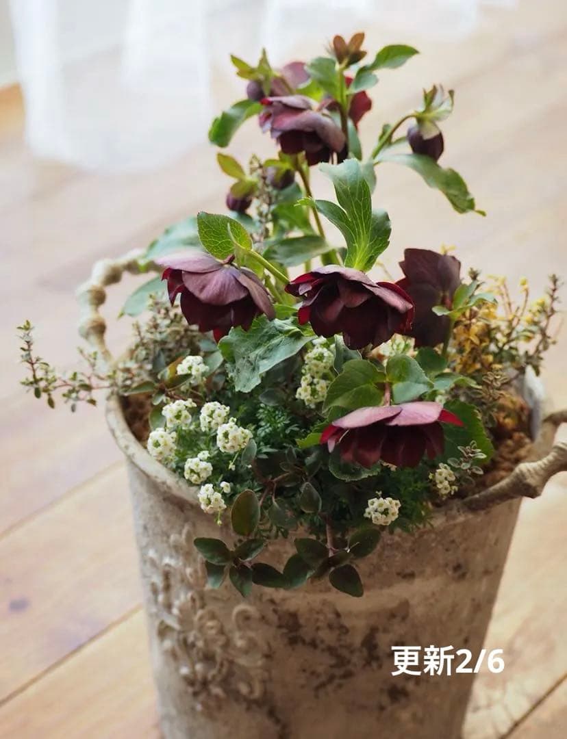 【最終お値下】クリスマスローズのシックな寄せ植え