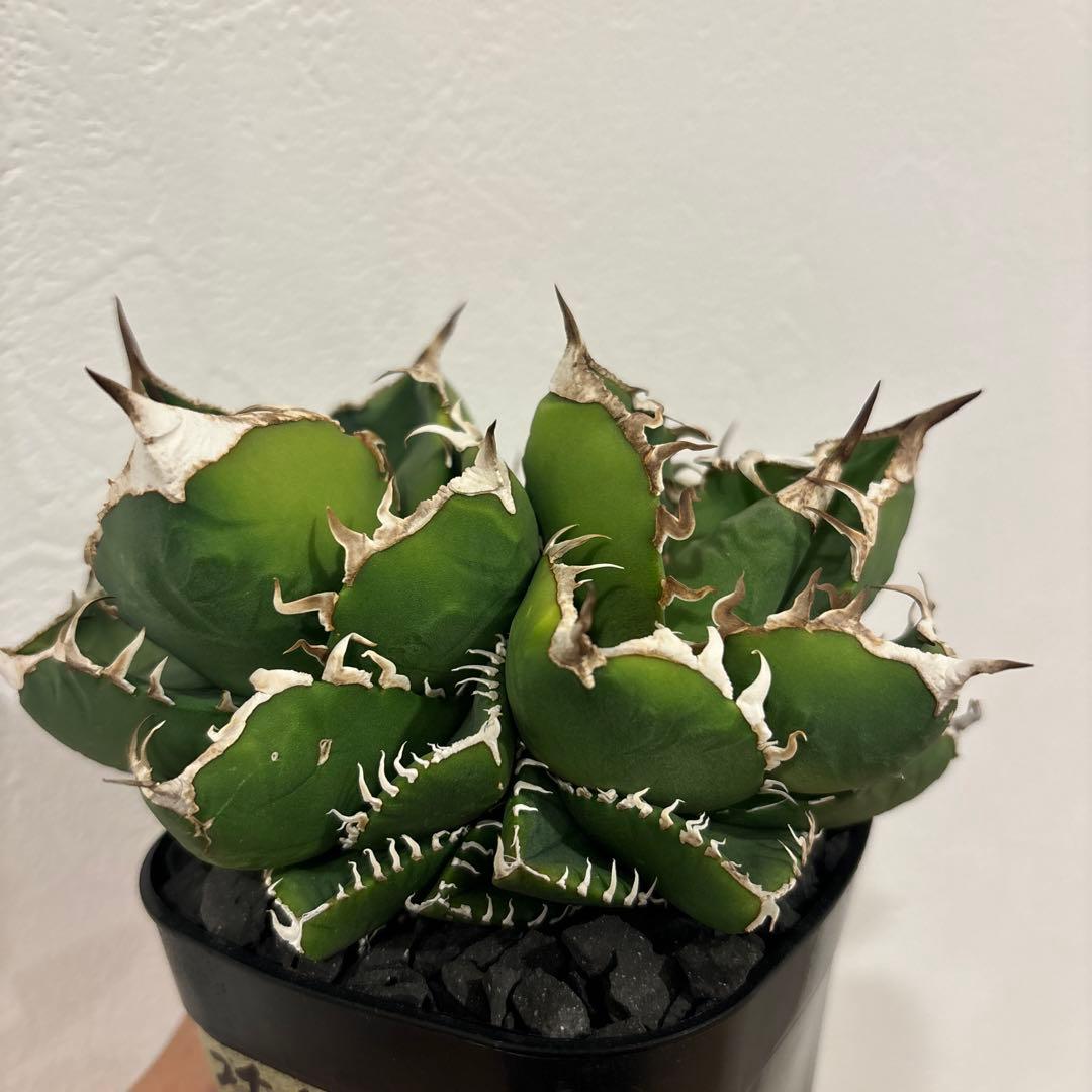 アガベ　南アフリカダイヤモンド　SAD ダブルヘッド