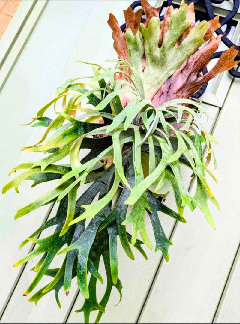 ビカクシダ☆イザナミ☆Izanami☆伊弉冉☆OC☆板付け②☆限定特価