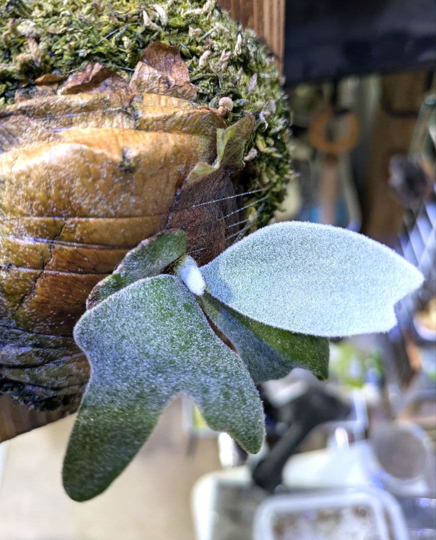 ビカクシダ☆イザナミ☆Izanami☆伊弉冉☆OC☆板付け②☆限定特価