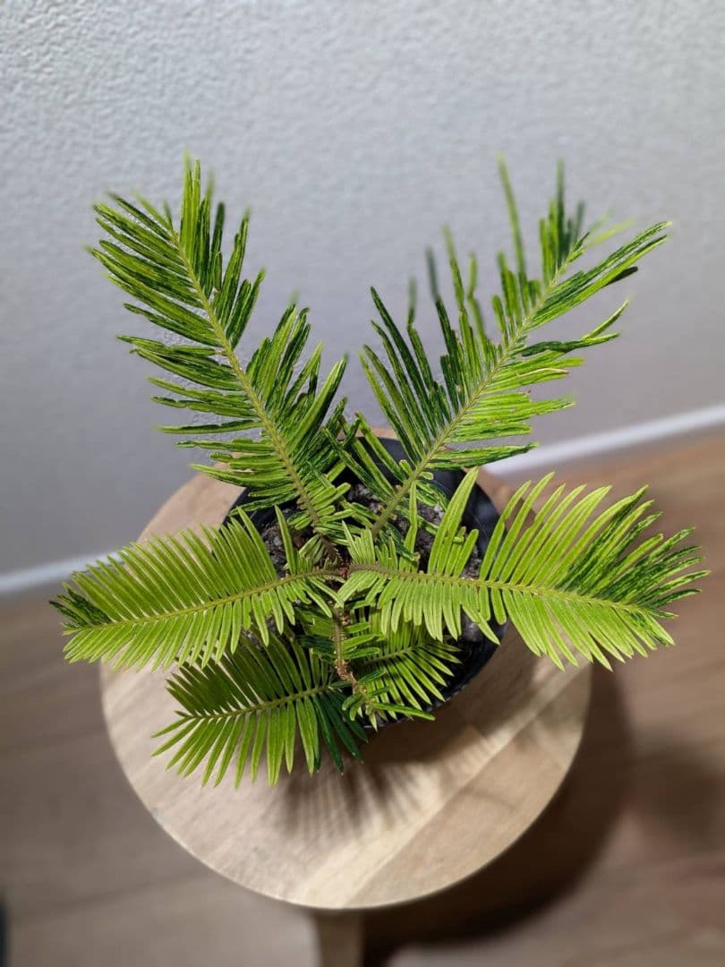 超希少美株︎‪！ソテツ斑入り現品限り 新葉が開いたら写真をアップします⤴