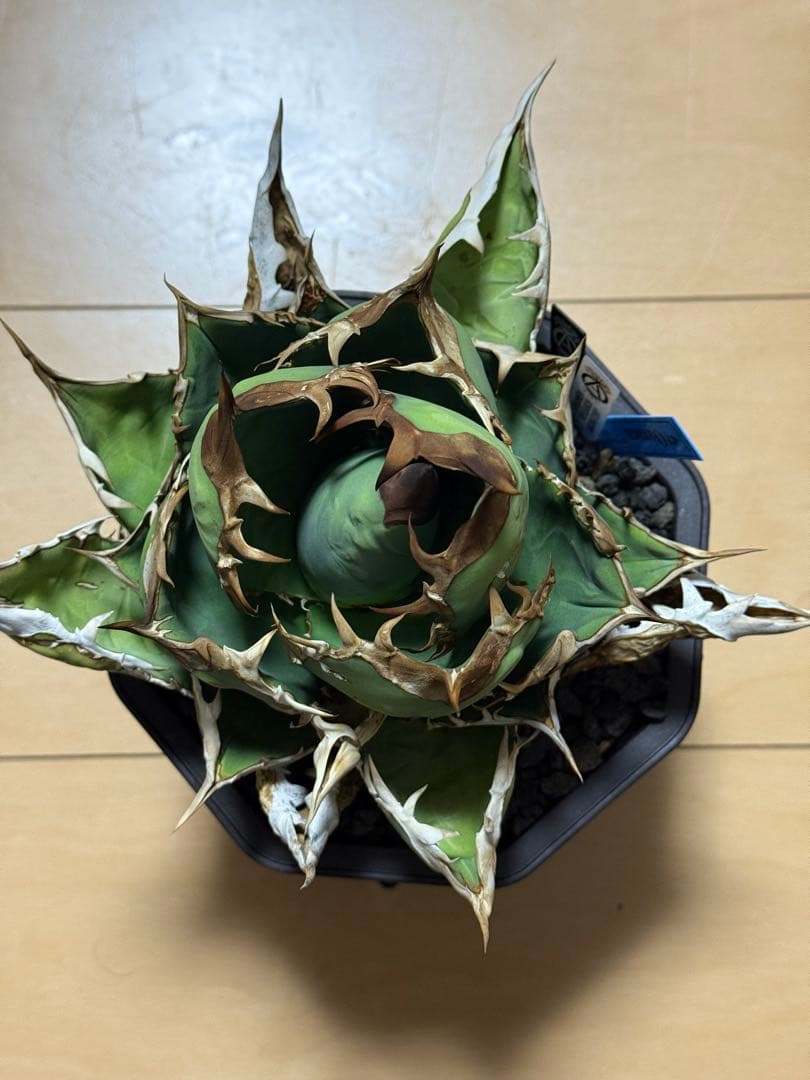 アガベ　オアハカ　オテロイ　現地株　活着済み　チタノタ　シロサイ　白鯨