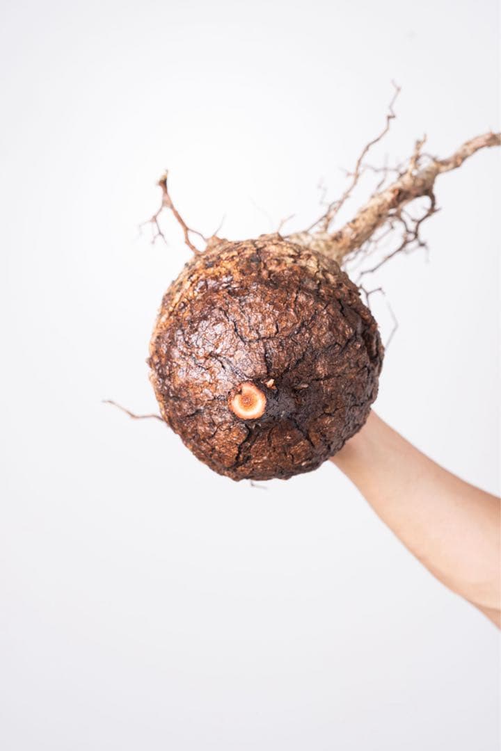 IP99 オペルクリカリア パキプス コーデックス ベアルート株