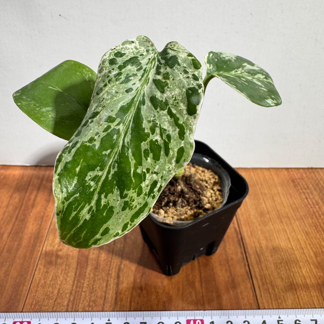 Macy’jおまとめモンステラ　デリシオーサ　レガシー& バルバソー