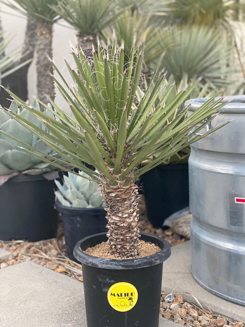 ⭐︎幹太⭐︎ユッカ　フィリフェラ