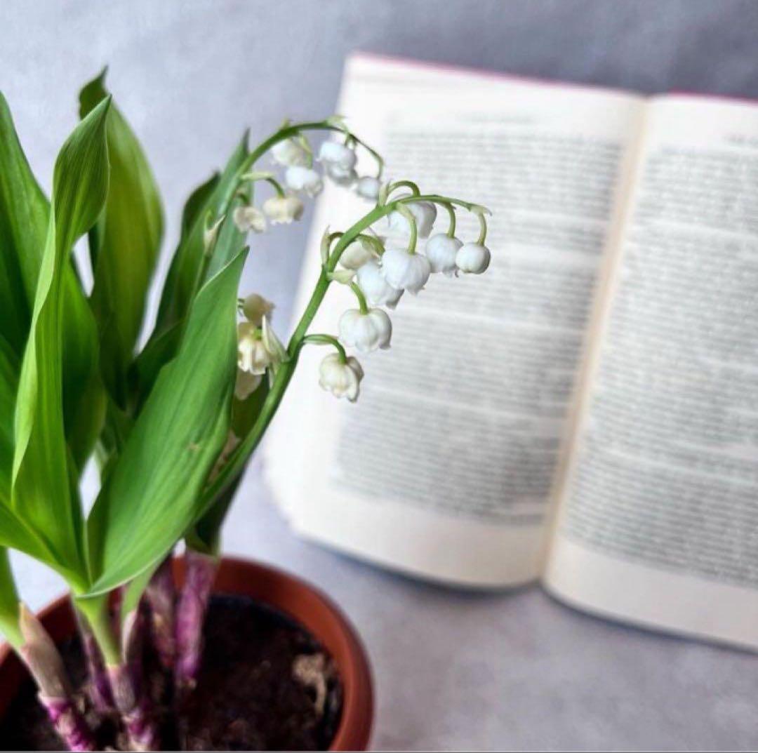 矮性ミモザ テレサ♡⃛希少 鉢植えで育てれる 蕾付き 小型ミモザ ミモザアカシア
