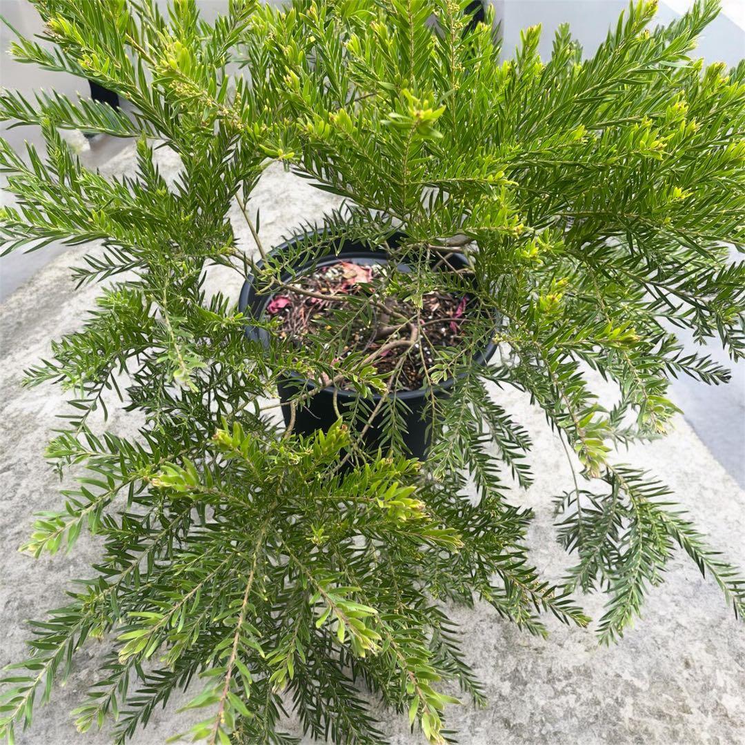 矮性ミモザ テレサ♡⃛希少 鉢植えで育てれる 蕾付き 小型ミモザ ミモザアカシア