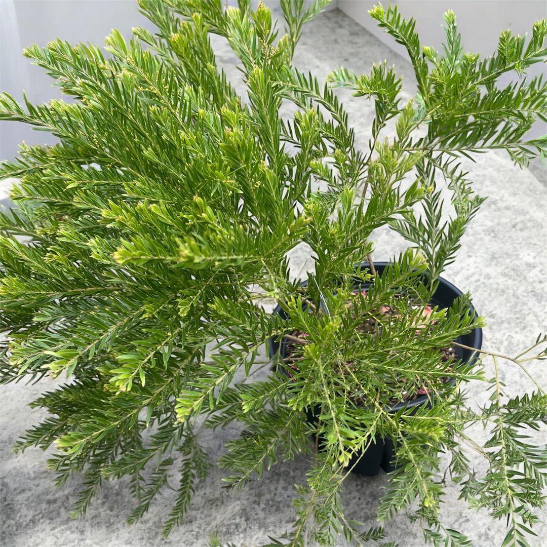 矮性ミモザ テレサ♡⃛希少 鉢植えで育てれる 蕾付き 小型ミモザ ミモザアカシア