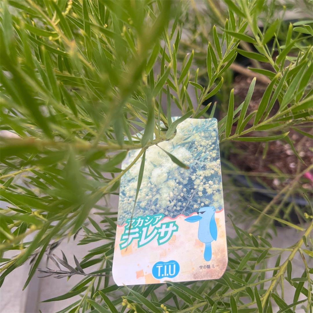 矮性ミモザ テレサ♡⃛希少 鉢植えで育てれる 蕾付き 小型ミモザ ミモザアカシア