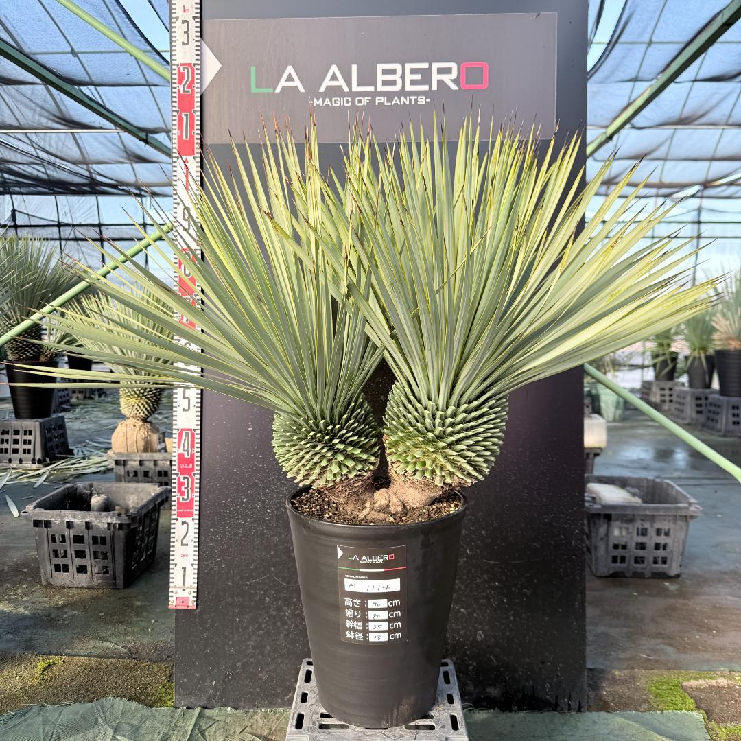 【AL1114】ユッカ　ロストラータ　超希少バランスの良いダブルヘッド