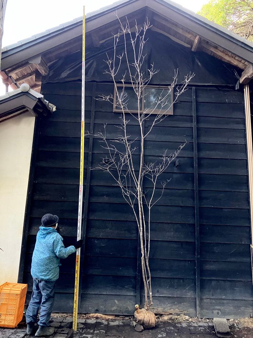 20 山採り　ヤマボウシ