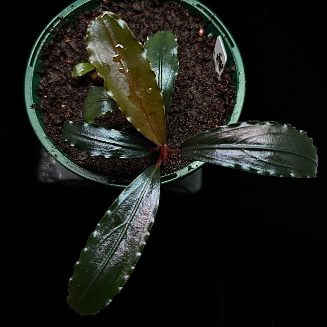 ブセファランドラ sp.ブラックキャッスル