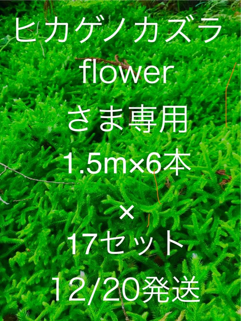 12/20発送 ヒカゲノカズラ 1.5m×6本×17セット flowerさま専用