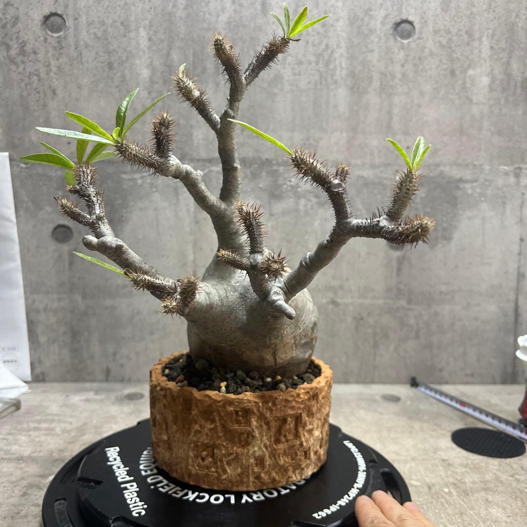 パキポディウム グラキリス 塊根植物 大株 現地球 発根済み