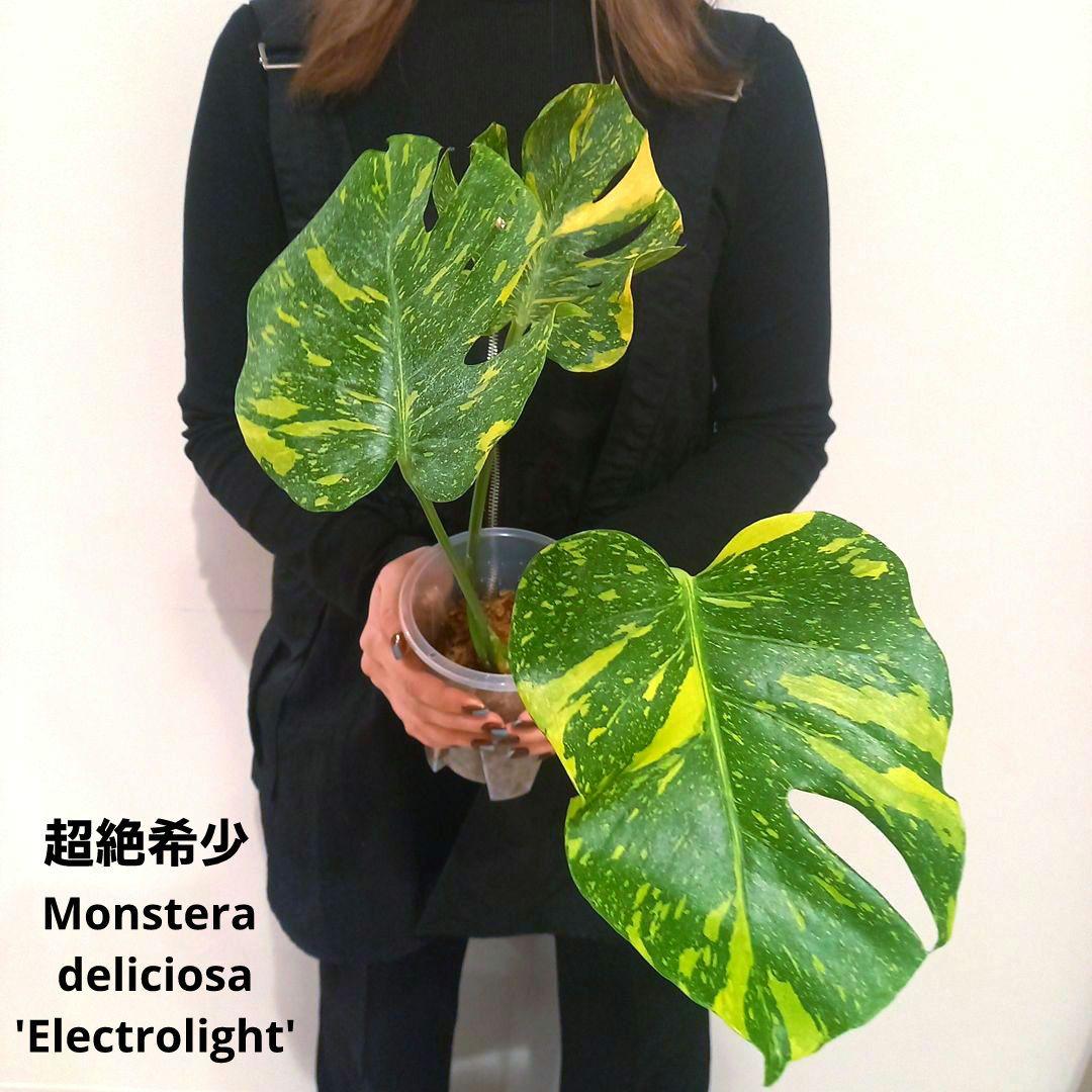 超絶希少 モンステラ デリシオーサ エレクトロライト