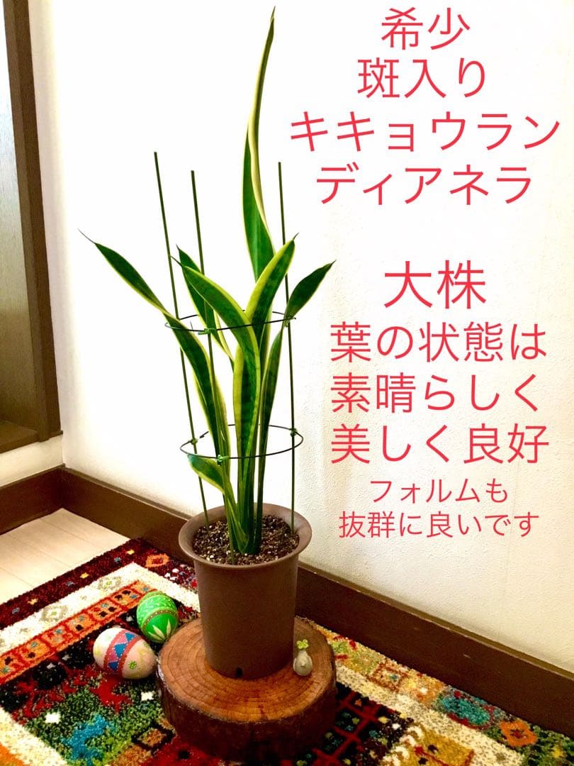 完売　希少大株【斑入りキキョウラン＊ディアネラ＊桔梗蘭】肉厚でお見事なストライプ