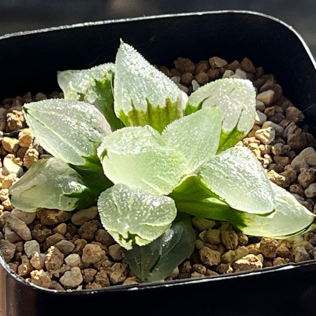 ハオルチア ピグマエアミュータント　特異株